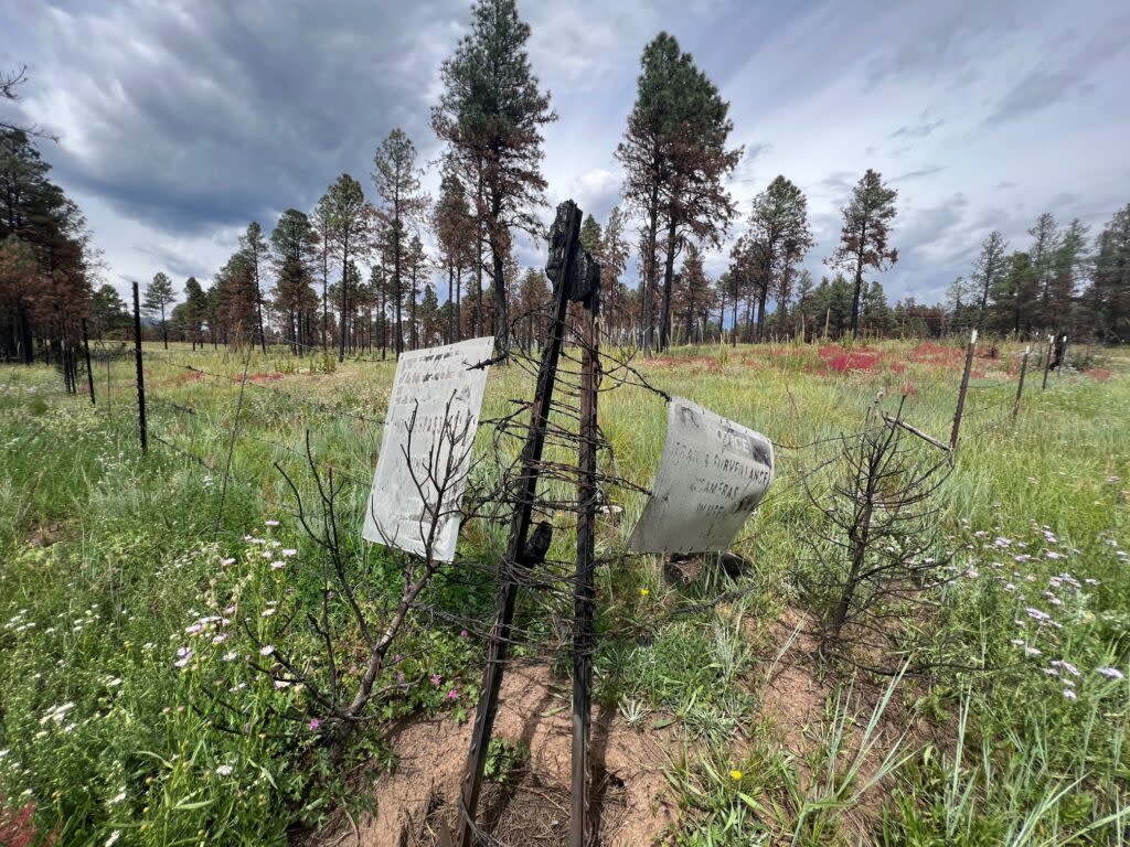 A burned fence pictured in early September delineates private forestland burned in the government-caused Hermits Peak-Calf Canyon Fire. Grass is on the bottom. Burned trees line in the back in front of dark clouds.