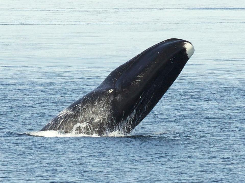 Bowhead whale