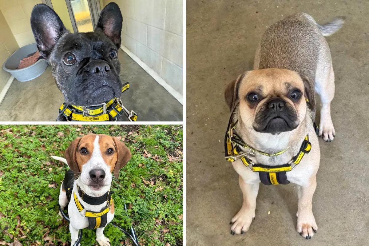 Adorable Frenchies and beagle at Basildon's Dogs Trust looking for forever homes <i>(Image: Dogs Trust Basildon)</i>