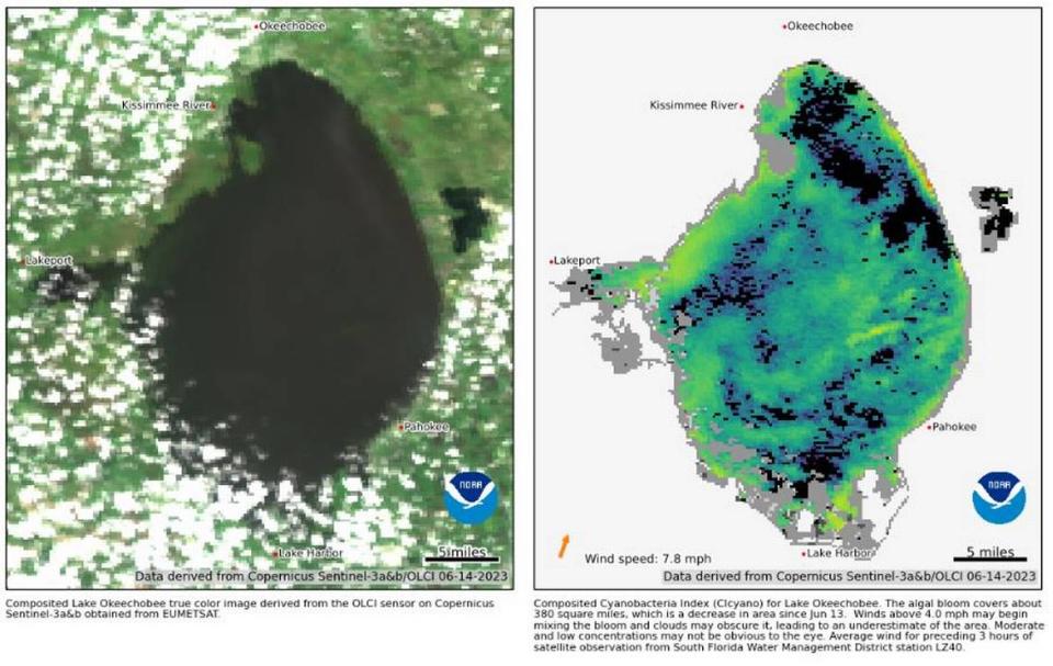 A NOAA satellite image captured of Lake Okeechobee on June 14 shows algae blooms cover about half of the lake -- about 380 square miles.