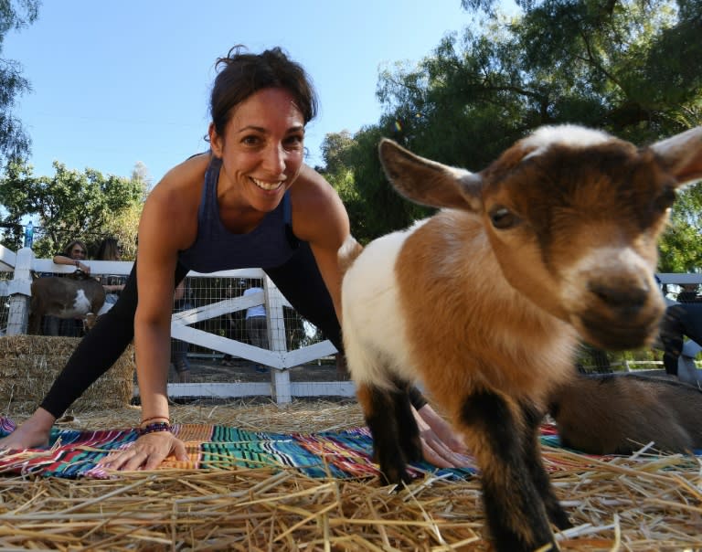 The sound of bleating reverberates in the background as yoga instructor Meridith Lana encourages participants to exhale