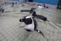 An African penguin is seen at the Southern African Foundation for the Conservation of Coastal Birds (SANCCOB) prior to its release at Stony Point near Cape Town, South Africa, December 8, 2016. Georgia Aquarium/Addison Hill/Handout via REUTERS