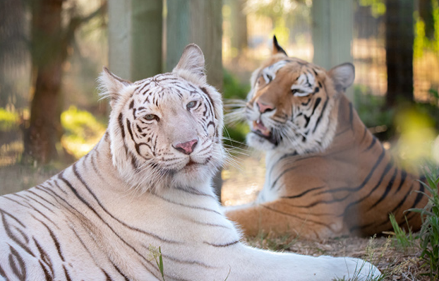 <em>Sisters Maharani and Hirah relax together during a summer day in Oregon. (Photos of the former Vegas cats provided by WildCat Ridge Sanctuary)</em>