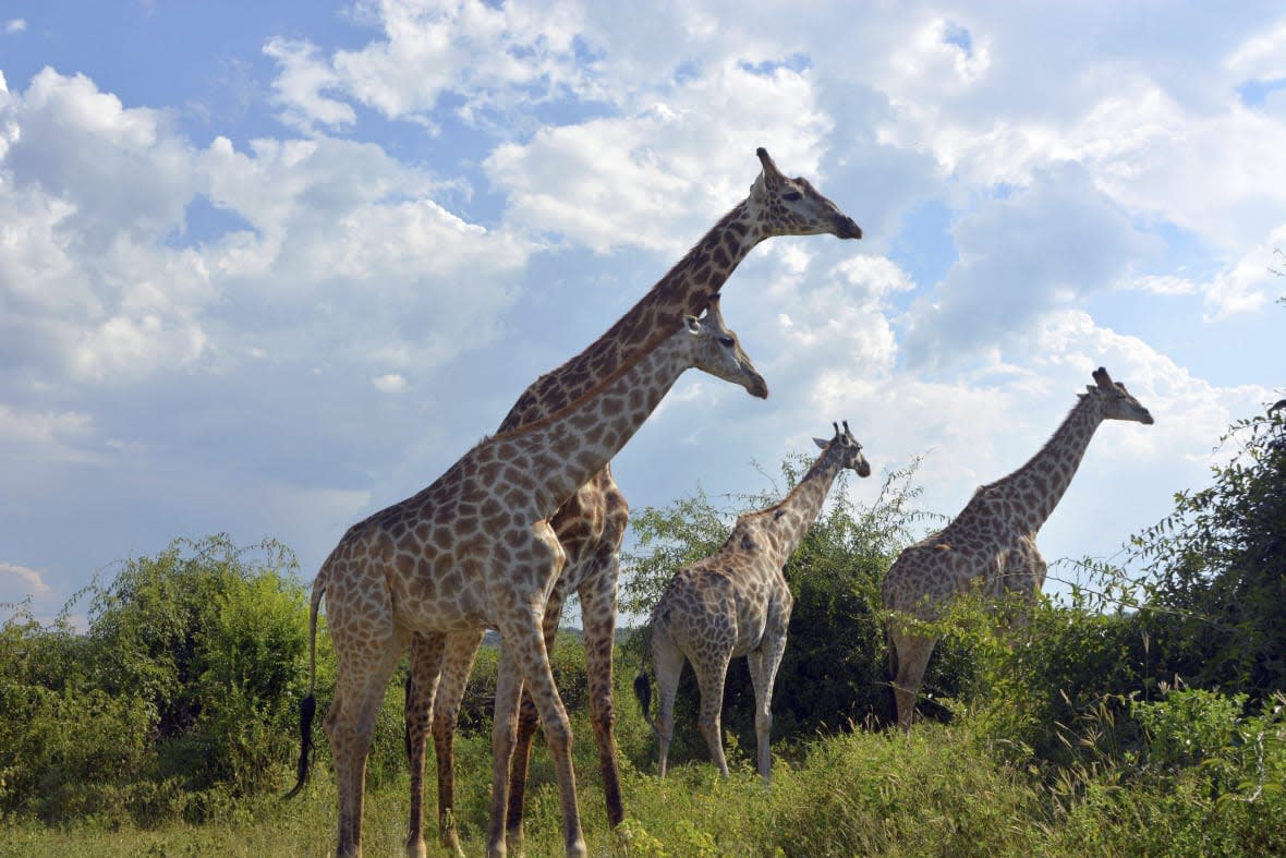 FILE – Giraffes roam in the Chobe National Park in Botswana on March 3, 2013. In Africa’s Okavango delta, drilling for oil exploration, as well as human-caused climate change, has altered the landscape that so many people and wildlife species rely on. Nearby Chobe National Park has seen a decline in river quality partly due to its burgeoning tourism industry, a study found. (AP Photo/Charmaine Noronha, File)