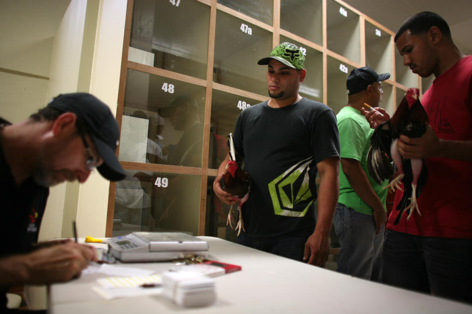In this Friday, July 6 2012 photo, people wait to register their gamecocks before the start of fight night at Las Palmas, a government-sponsored cockfighting club in Bayamon, Puerto Rico. The island territory’s government is battling to keep the blood sport alive, as many matches go underground to avoid fees and admission charges levied by official clubs. Although long in place, those costs have since become overly burdensome for some as the island endures a fourth year of economic crisis. (AP Photo/Ricardo Arduengo)