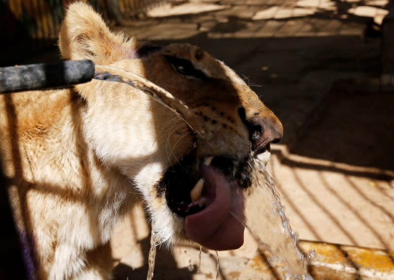 A malnourished lion drinks water from a pipe inside its cage at the Al-Qureshi Park in Khartoum