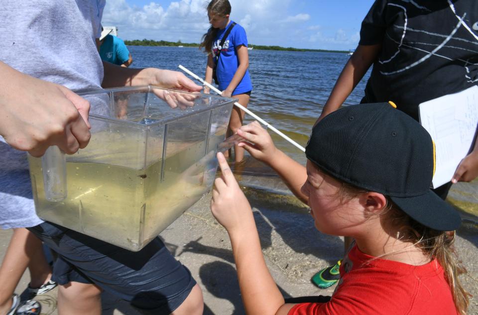 Students from the Marine Oceanographic Academy at Forest Grove work with their teachers along with the University of Florida Institute of Food and Agricultural Science while participating in ORCA’s 6th Annual A day in the Life of The Indian River Lagoon on Thursday, Oct. 5, 2023, in Fort Pierce.