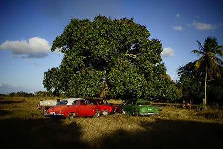 Vintage cars are parked under a tree at a cockfighting arena on the outskirts of Santa Barbara, central region of Ciego de Avila province, Cuba, February 12, 2017. REUTERS/Alexandre Meneghini