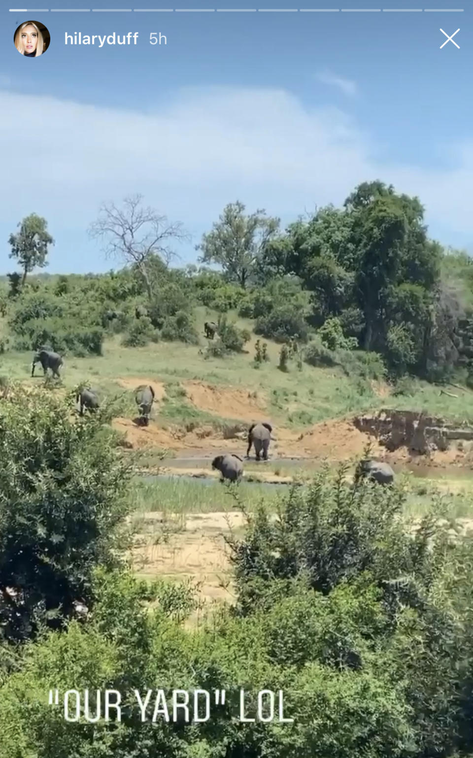 Hilary Duff posted an Instagram story from her South African safari honeymoon, where she spotted a herd of elephants. (Hilary Duff/Instagram)