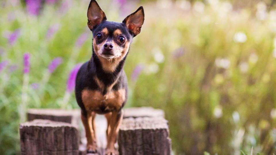 small dog standing atop wooden fence