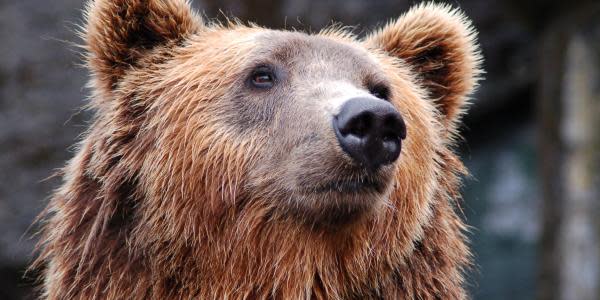 Lírico bota hazlo plano Rara enfermedad convierte a osos salvajes en tiernos