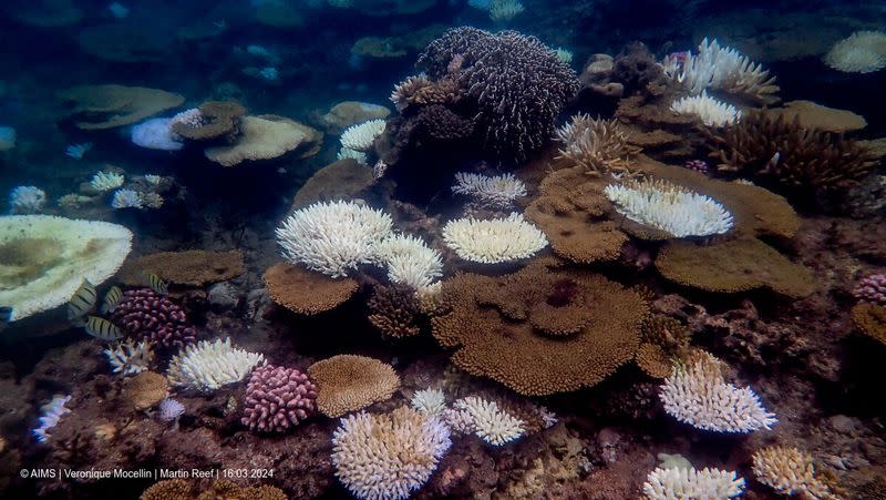 Coral reefs bleach in the Great Barrier Reef as scientists conduct in-water monitoring during marine heat in Martin Reef