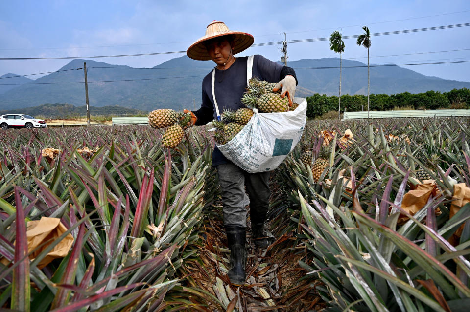 Image: A farmer harvesting pineapples in Pingtung county in Taiwan (Sam Yeh / AFP via Getty Images file)