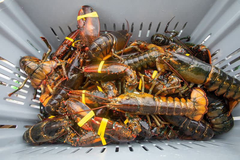 North Atlantic right whales and lobstermen entangled, could on-demand fishing gear help