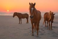 <p><strong>Assateague Island</strong></p><p>While it’s a beautiful beach, <a href="https://www.nps.gov/asis/index.htm" rel="nofollow noopener" target="_blank" data-ylk="slk:Assateague Island;elm:context_link;itc:0;sec:content-canvas" class="link ">Assateague Island</a> is known for the wild horses that roam the beaches. Local folklore describes the horses as survivors of a shipwreck off the Virginia coast. Make sure to keep your distance and respect the horses to feel at home on the island.</p>