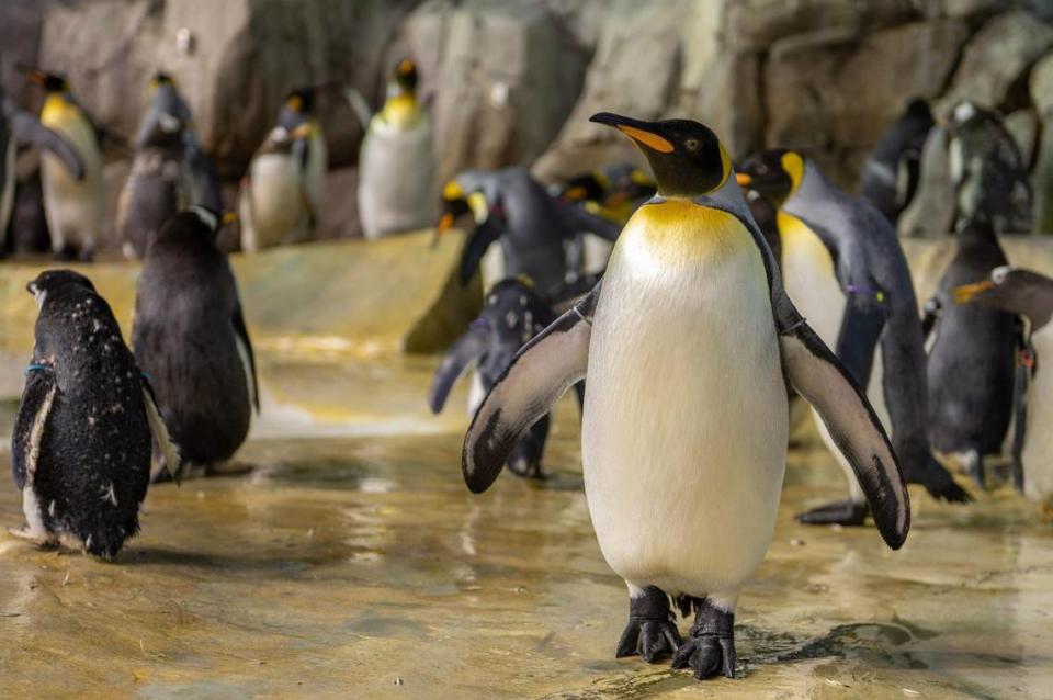 A King penguin along with a variety of other penguins are seen in their enclosure at the Helzberg Penguin Plaza on Wednesday, Feb. 8, 2023, at the Kansas City Zoo.