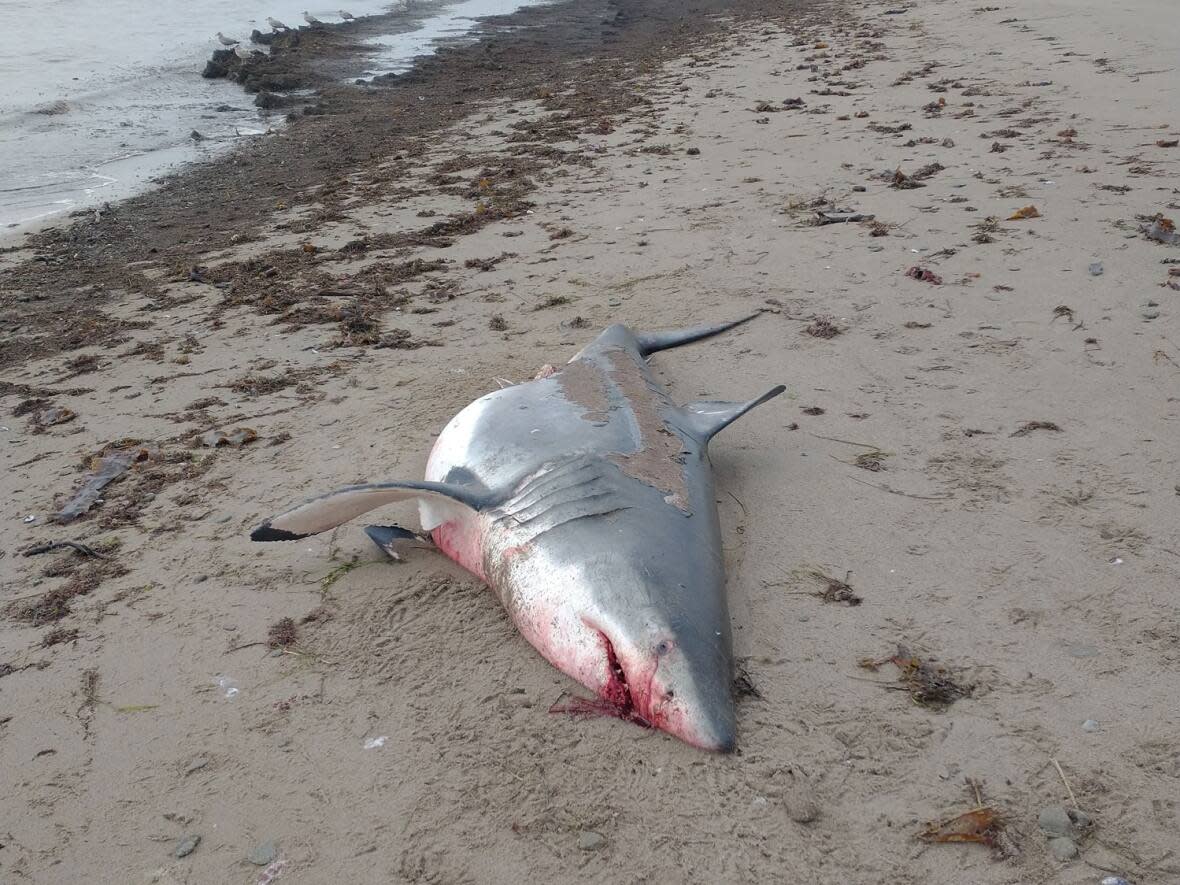 A great white shark washed up near Kouchibouguac National Park on Sunday. (Facebook/St. Lawrence Shark Observatory/Pierrette Landry - image credit)
