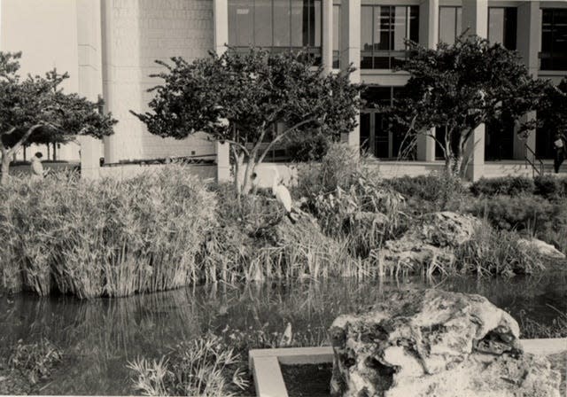 The pools in front of Gainesville City Hall used to be more natural and hosted fish and aquatic vegetation.