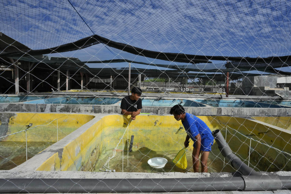 Workers sort fish inside a breeding tank in Buleleng, Bali, Indonesia, Wednesday, April 13, 2022. Only about 4% of saltwater aquarium fish can be bred in captivity, largely because many have elaborate reproductive cycles and delicate early life stages that require sometimes mysterious conditions that scientists and breeders struggle to reproduce. (AP Photo/Tatan Syuflana)