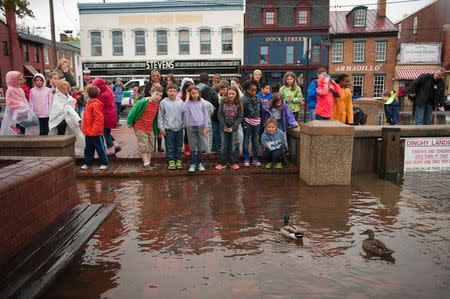 School children watch ducks swim on a pedestrian walkway where the Chesapeake Bay flooded City Dock in Annapolis, Maryland May 16, 2014. REUTERS/Mary F. Calvert