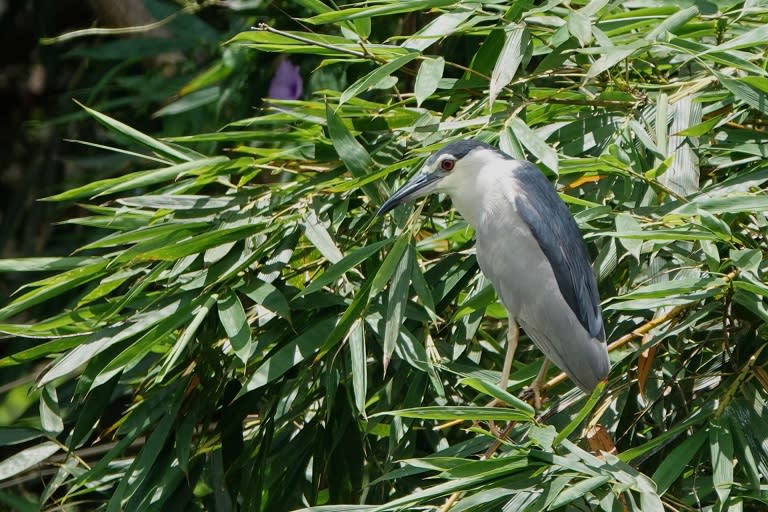 鳥類大觀園　鯉魚潭環教中心認識萌萌噠小鳥