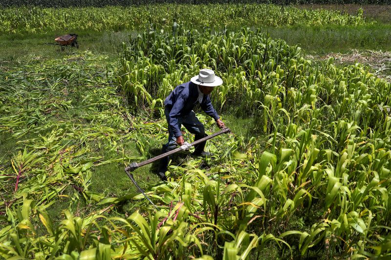 FILE PHOTO: A small grain farmer cuts corn plants on his farm in Toluca, Mexico