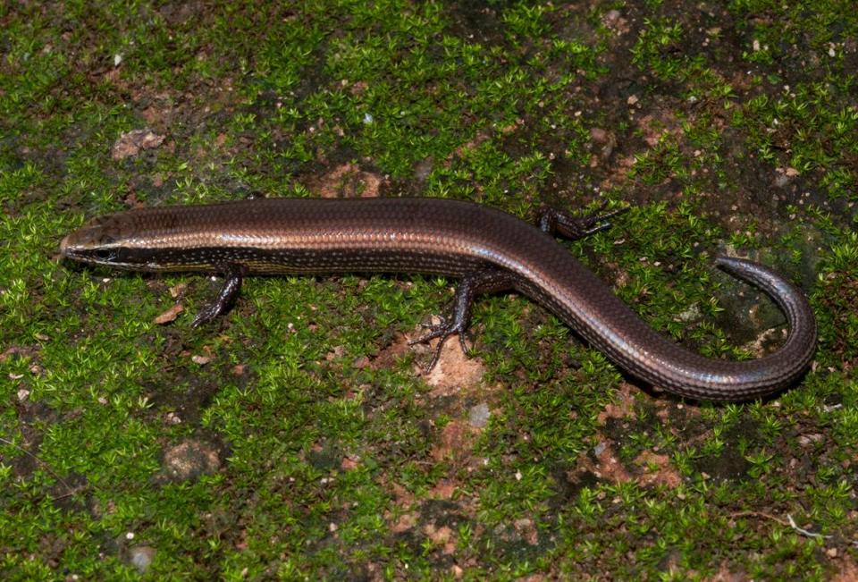 A Dravidoseps jawadhuensis, or Jawadhu leaf-litter skink, as seen in the wild. Photo from Akshay Khandekar