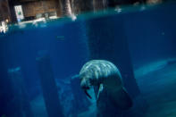 SINGAPORE - MARCH 25: A Manatee is seen at the Amazon Flooded Forest exhibit during a media tour ahead of the opening of River Safari at the Singapore Zoo on March 25, 2013 in Singapore. The River Safari is Wildlife Reserves Singapore's latest attraction. Set over 12 hectares, the park is Asia's first and only river-themed wildlife park and will showcase wildlife from eight iconic river systems of the world, including the Mekong River, Amazon River, the Congo River through to the Ganges and the Mississippi. The attraction is home to 150 plant species and over 300 animal species including 42 endangered species. River Safari will open to the public on April 3. (Photo by Chris McGrath/Getty Images)