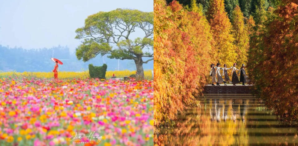 療癒系的苗栗一日遊 韓系橘園、杭菊花海、落羽松秘境、龍貓土地公廟！秒飛嵐山竹林小徑