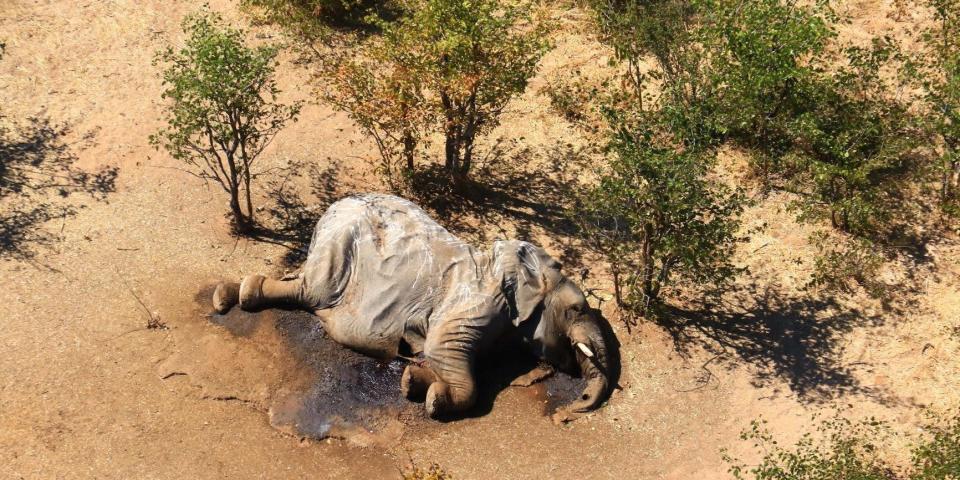 Botswana elephant deaths