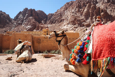 Camels rest next to St. Catherine's Monastery in South Sinai, Egypt, March 7, 2019. REUTERS/Mohamed Abd El Ghany