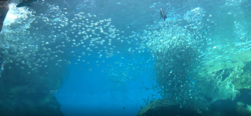 Xpark水族館寬達9公尺的台灣大水缸是拍照亮點。