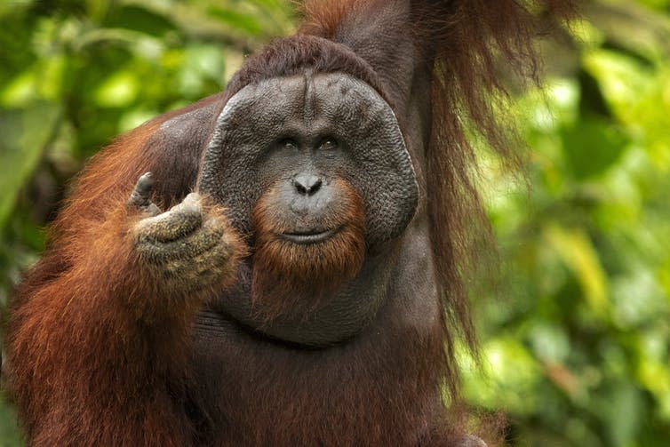 A large Bornean orangutan in its natural jungle habitat.