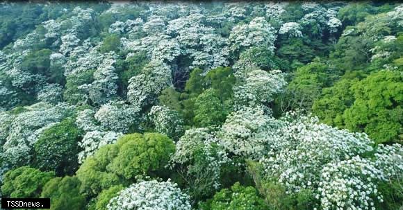 苗栗山區桐花綻放，山頭宛如覆蓋靄靄白雪；苗栗縣政府文化觀光局結合五鄉鎮市公所，推出「2024桐花祭暨桐花小旅行」賞桐系列活動。（記者江乾松攝）