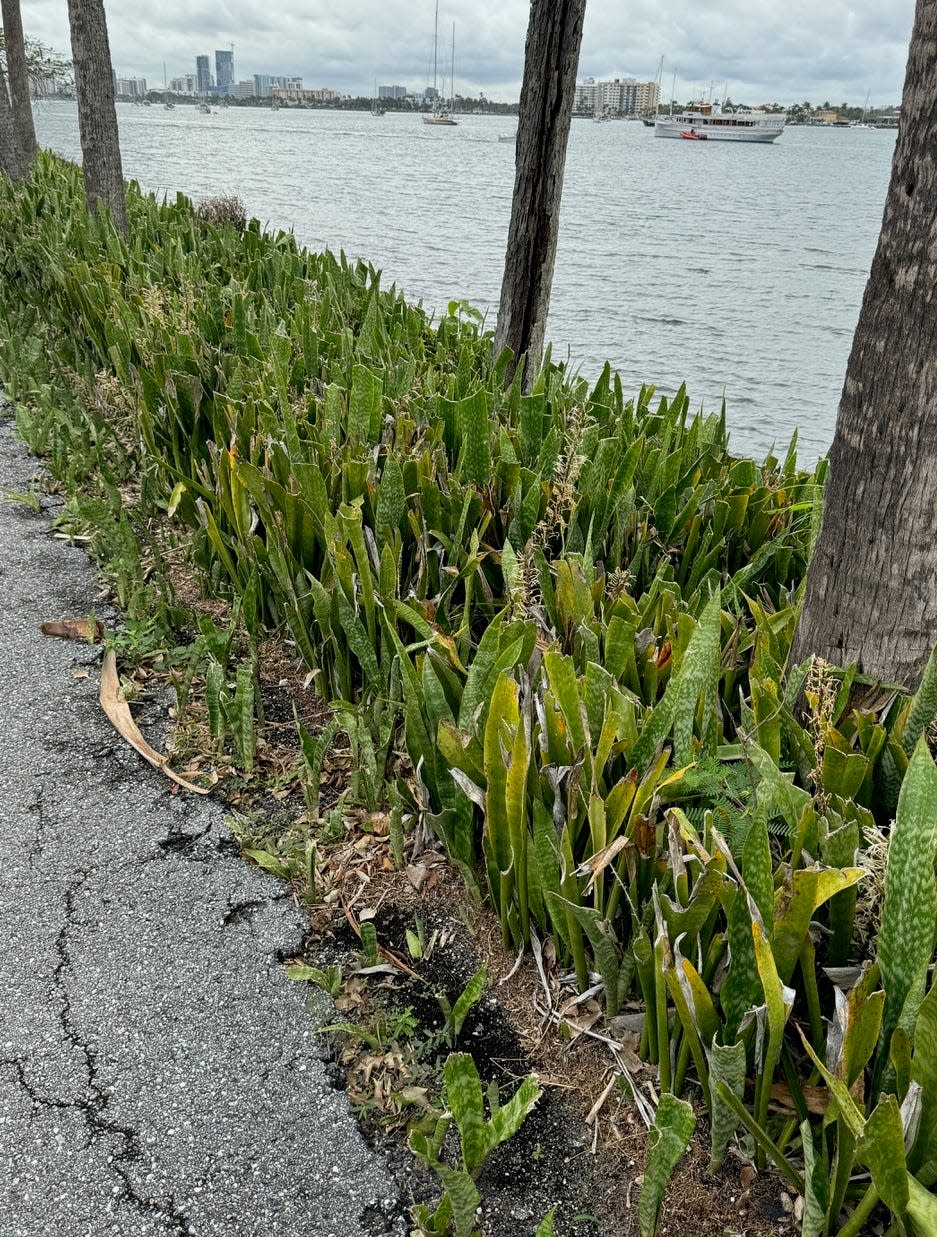 Sansevieria, an invasive species from South Africa, has taken over a stretch of Intracoastal shoreline.
