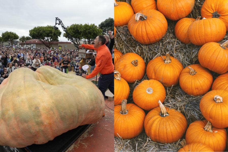 La calabaza más pesada y gigante del mundo está en California