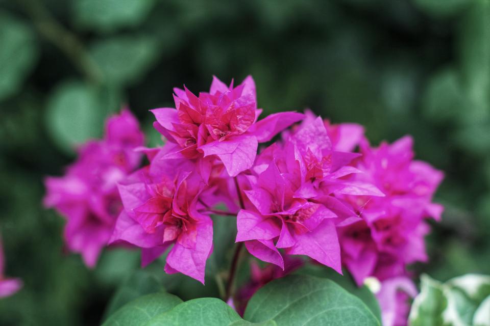 Die farbenfrohen Bougainvillea-Pflanzen sind sehr kälteempfindlich. (Bild: Getty Images)