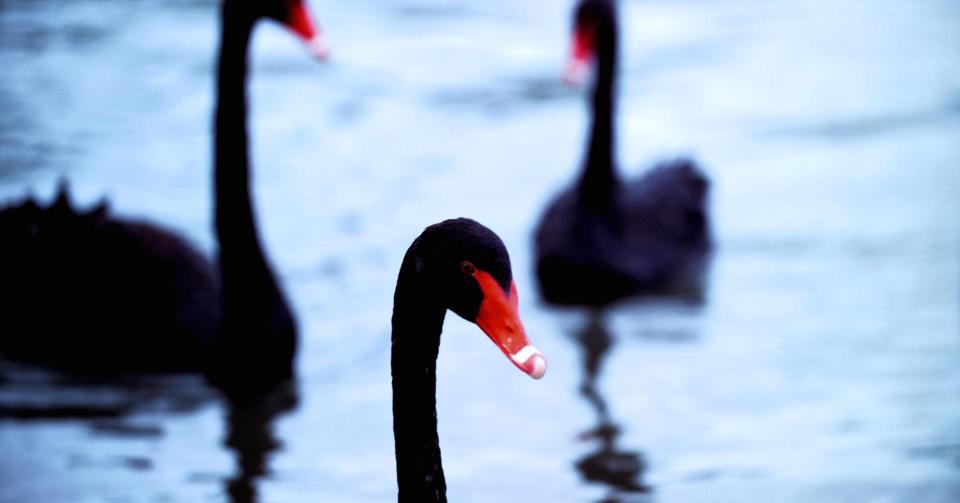 Some black waterfowl.