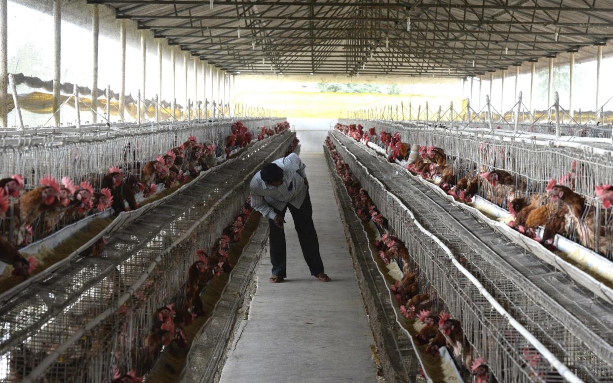 Indian farmers have been giving growth promoters to poultry - AFP