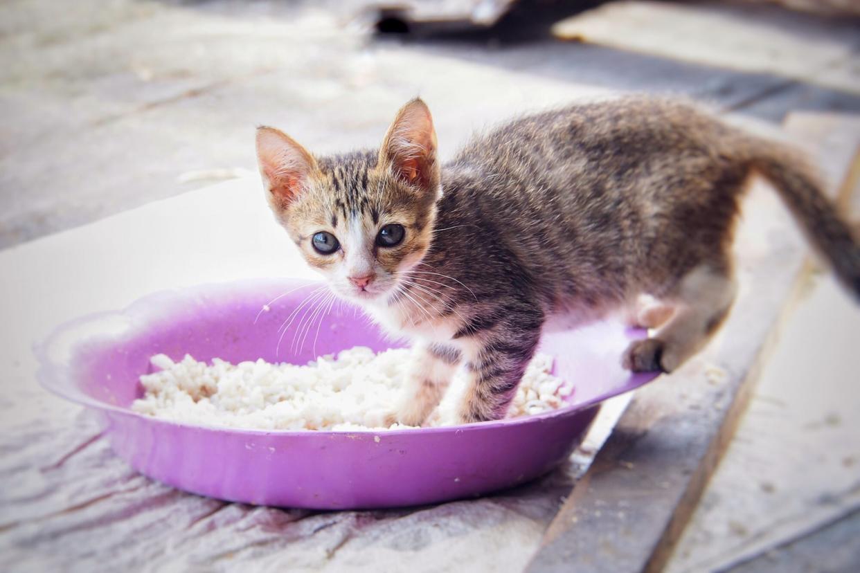 tiny kitten eating rice from a purple bowl