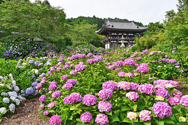 被繡球花海環抱 日本關西紫陽花五大名所