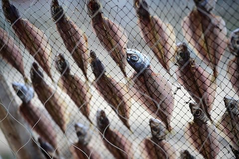 Catch of the day in Nazare, Portugal - Credit: getty