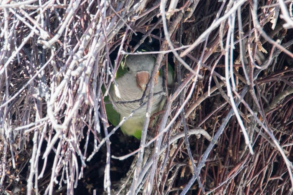 A wild monk parakeet photographed recently near Winthrop Beach in Massachusetts.