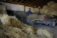 Prisoner Jason Garcia unloads hay at the dairy in the Montana State Prison, Tuesday, Aug. 15, 2023, in Deer Lodge, Mont. (AP Photo/John Locher)