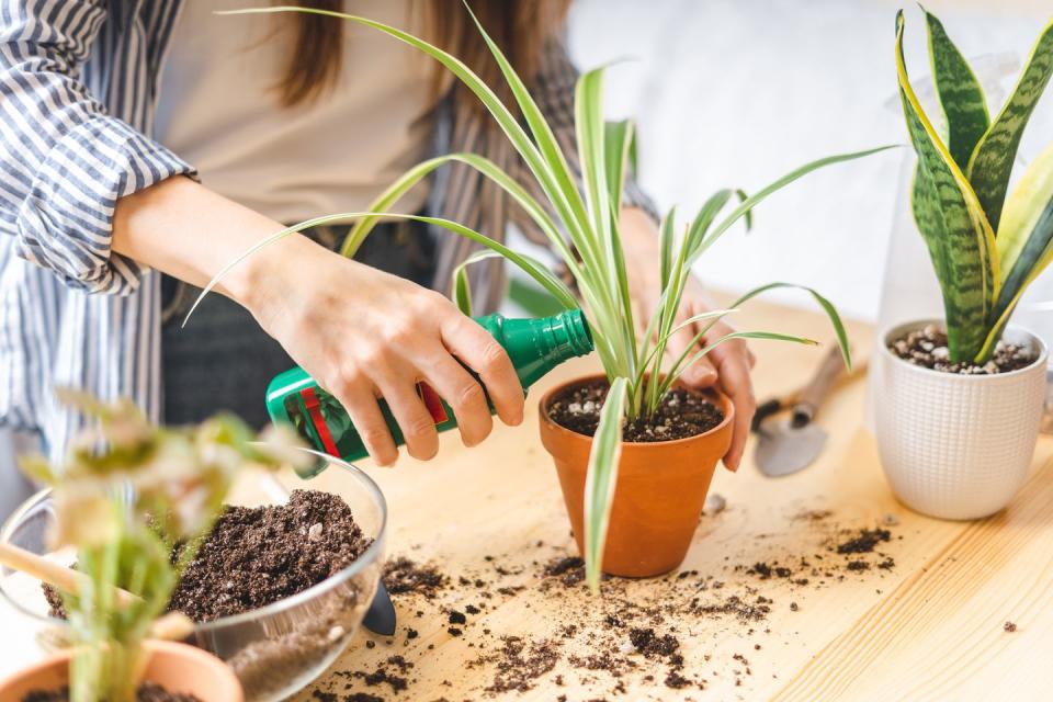 <p>Spring is the perfect time to start using a fertiliser to make sure your plants get all the nutrients that they need, from stronger roots to brighter blooms and more luscious leaves. </p><p>'As a general rule of thumb, most plants need a mix of nitrogen, phosphorous and potassium for optimum growth, so invest in a plant food which can provide the perfect balance,' the experts explain. </p><p>While an all-purpose feed will usually do the job, some specialist plants, like cacti or bonsai trees, do require slightly different nutrients, so it's worth double checking exactly what your plant needs first.</p>