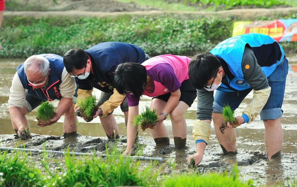 長坑國小師生一起參與插秧與收割，實踐友善耕作，造就學校自有品牌的「長福米」(資料照)。