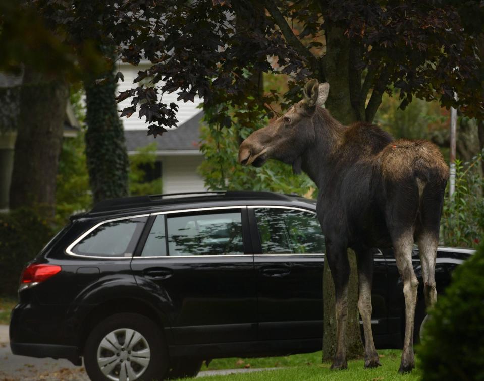 A female moose pictured in Worcester, Massachusetts on Oct. 10, 2021.