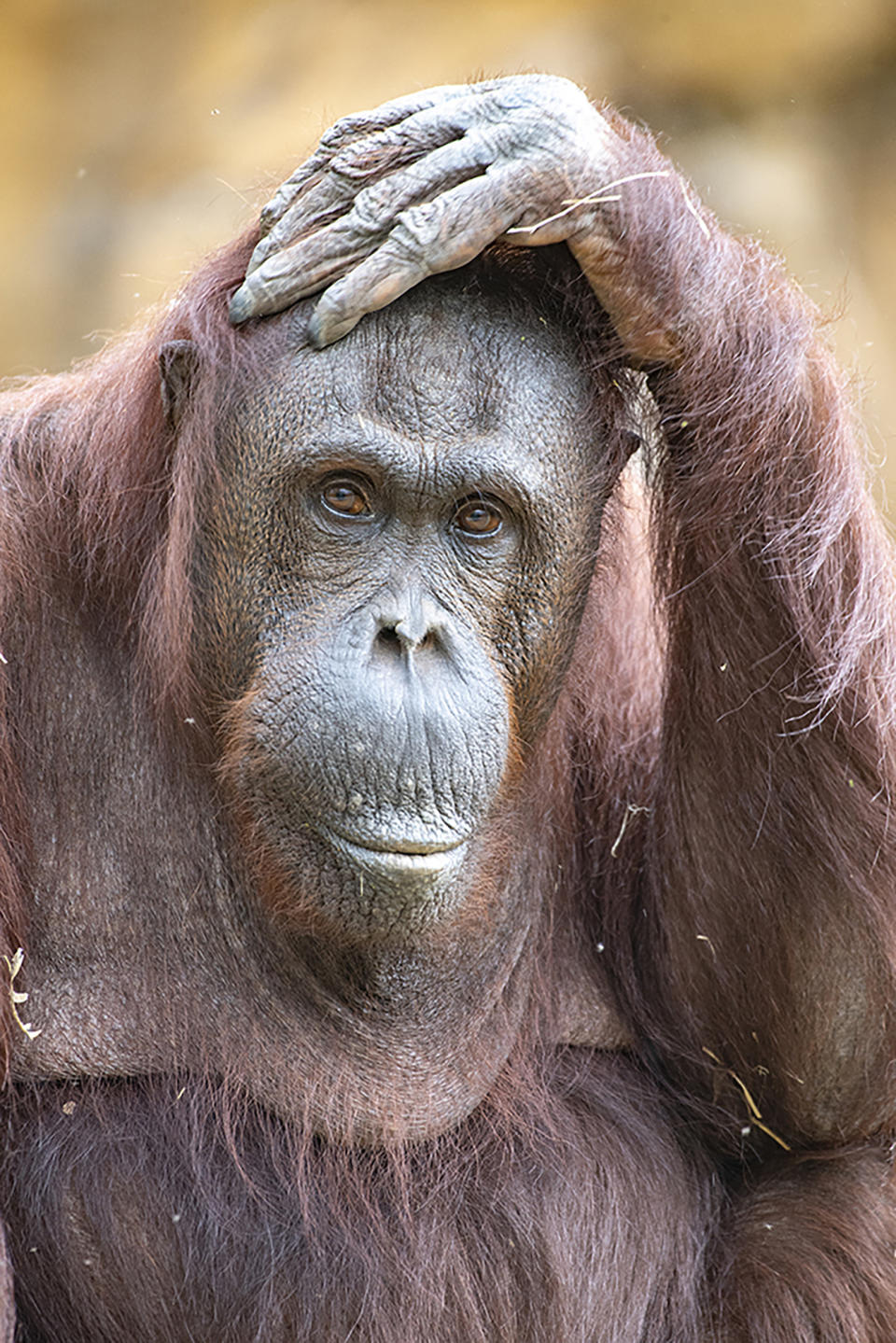 This photo provided by Zoo Miami shows orangutan Kumang. Kumang, a 44-year-old Bornean orangutan, died Thursday, Sept. 23, 2021, during recovery from anesthesia. (Ron Magill/Zoo Miami via AP)