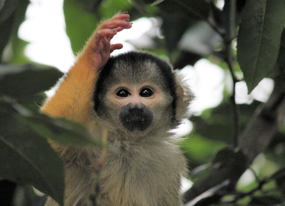 Monkeys in Central America are changing their behavior due to deforestation