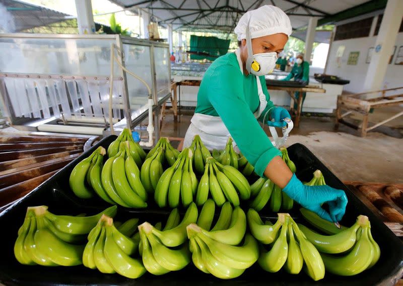 Foto de archivo. Una mujer trabaja en una finca productora de banano en Carepa